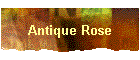 Antique Rose