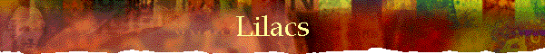 Lilacs